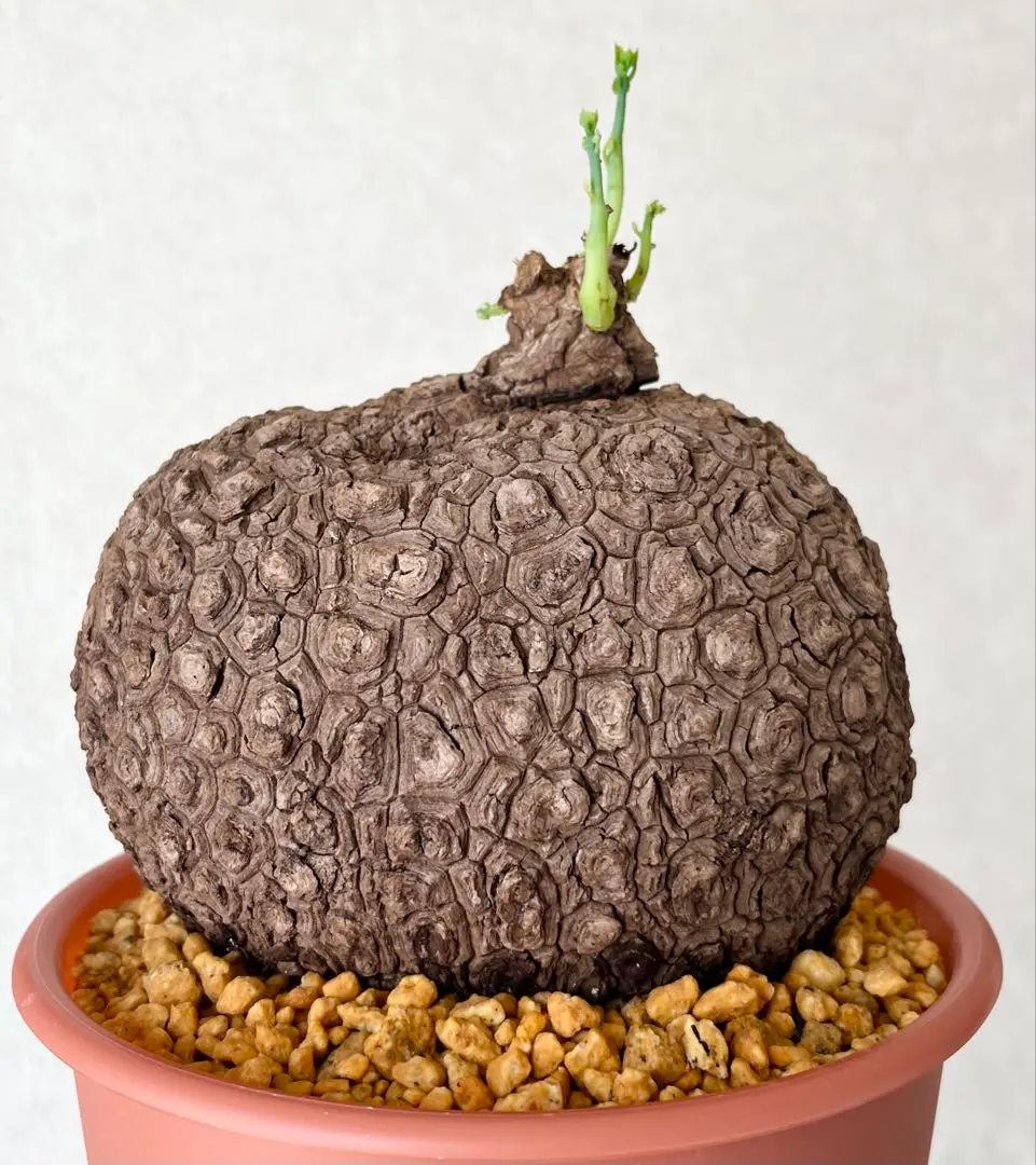 2025年最新】ステファニア スベローサの人気アイテム - メルカリ