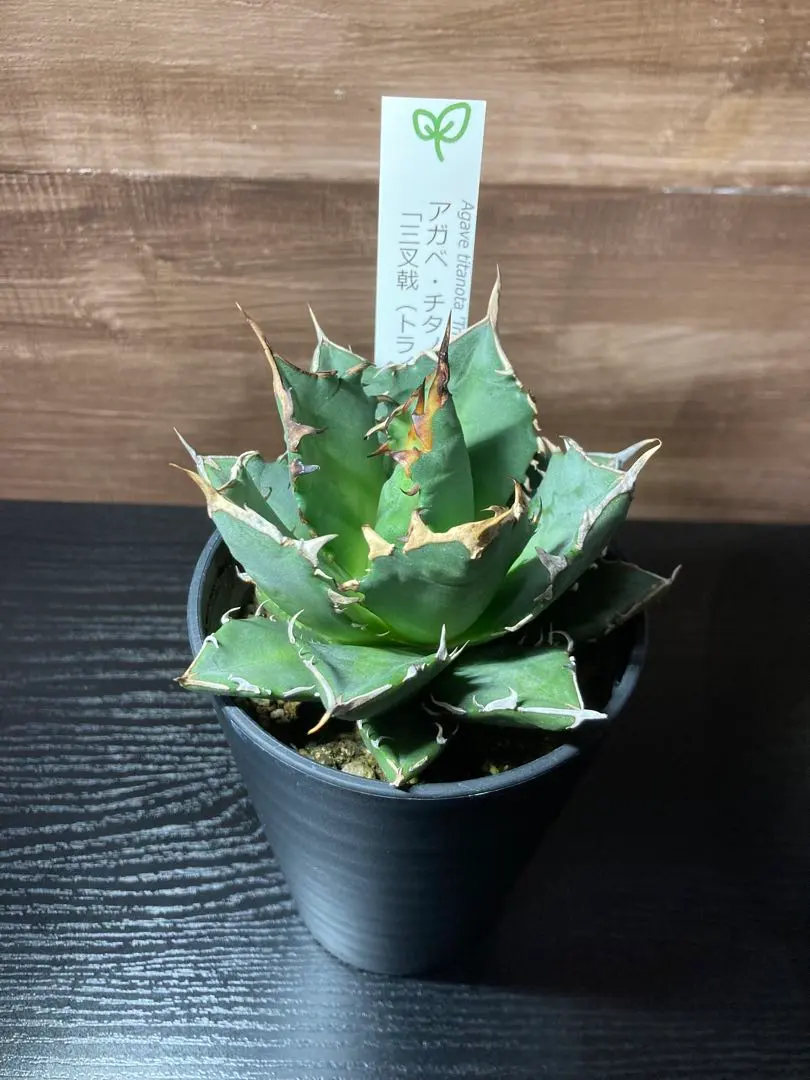 アガベ トライデント　三叉戟 Amazon｜アガベ・チタノタ「三叉戟（トライデント）」 3.5号鉢