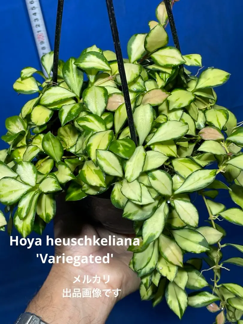 ホヤ ヘウスケリアナ バリエガータ Hoya Heuschkeliana