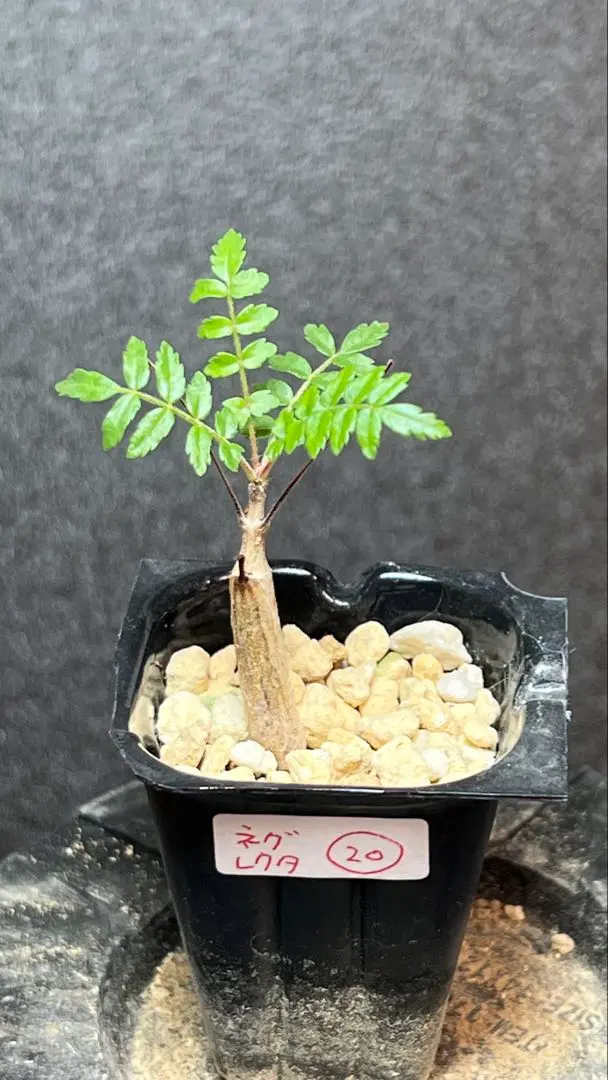 【セール】ボスウェリア　ネグレクタ　No.001　メルカリ便　鉢、送料込 s11500-17.jpg