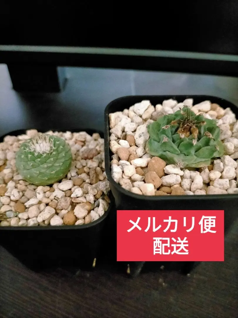 M*X様 大疣 アロンソイ 選抜 鉢植え メルカリ便送料込み 2025年最新】アロンソイの人気アイテム - メルカリ