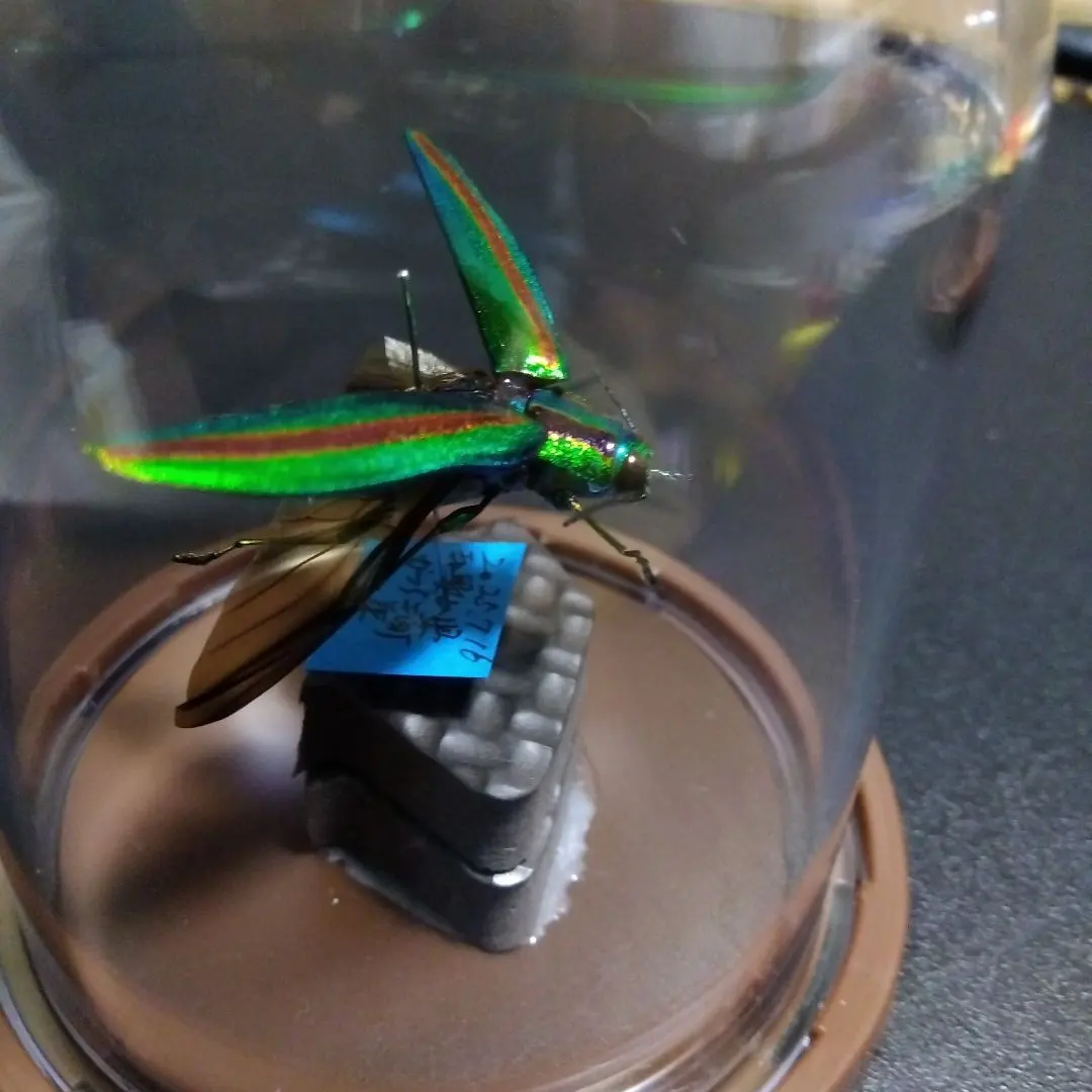 ヤマトタマムシ　55匹セット　昆虫標本 ヤマトタマムシ 55匹セット 昆虫標本