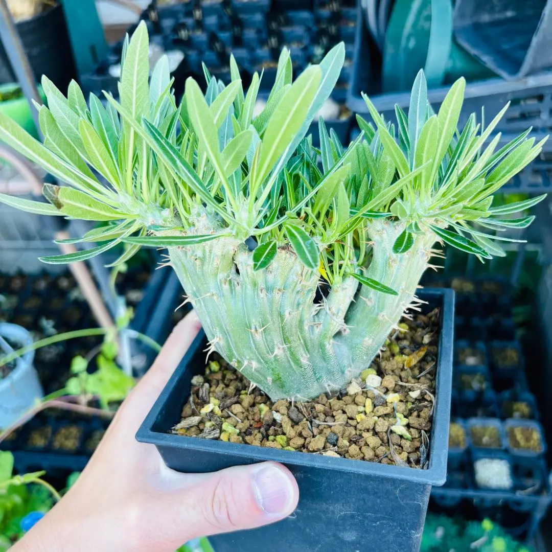 2025年最新】綴化 グラキリスの人気アイテム - メルカリ