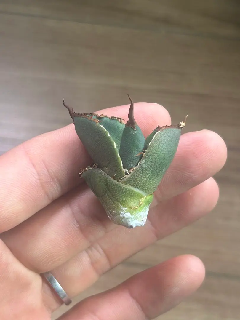 アガベ coyote産 狼牙の子株（鉢のまま） アガベ 狼牙（Coyote Plants）荒い鋸歯で厳つい | トゲラボ