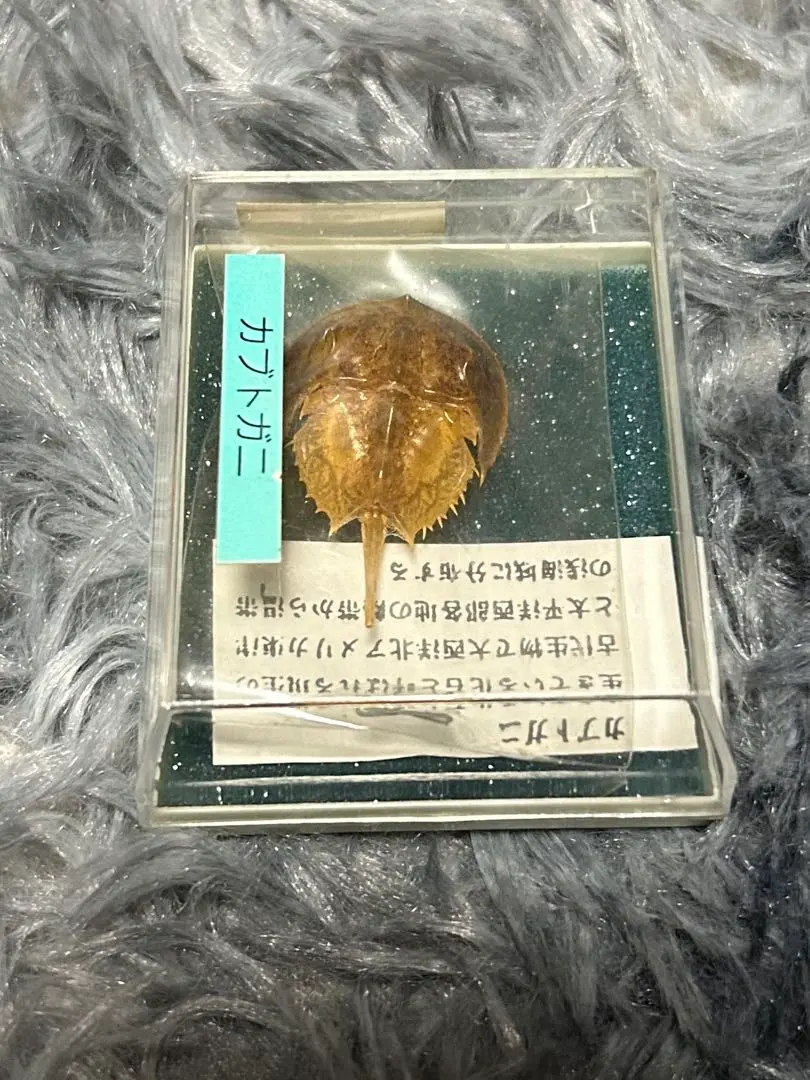 国内外の人気が集結 2025年最新】カブトガニ 標本の人気アイテム - メルカリ 標本