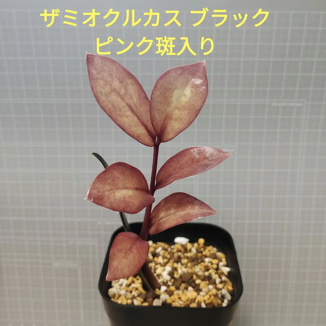 超絶希少　 ザミオクルカス ブラックピンク ◾︎ザミオクルカス・ザミフォーリア 斑入 “Black Pink