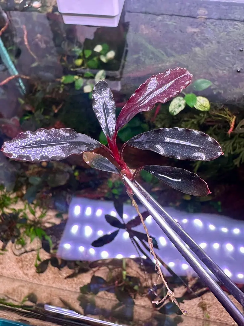 ブセファランドラspゴーストカリマンタン　3株 ブセファランドラsp.ゴーストカリマンタン❣️Bucephalandra sp