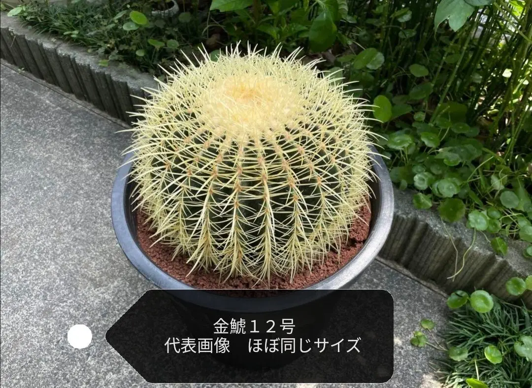 楽天市場】キンシャチ 金シャチ 金鯱 サボテン 12号鉢 1鉢 新築