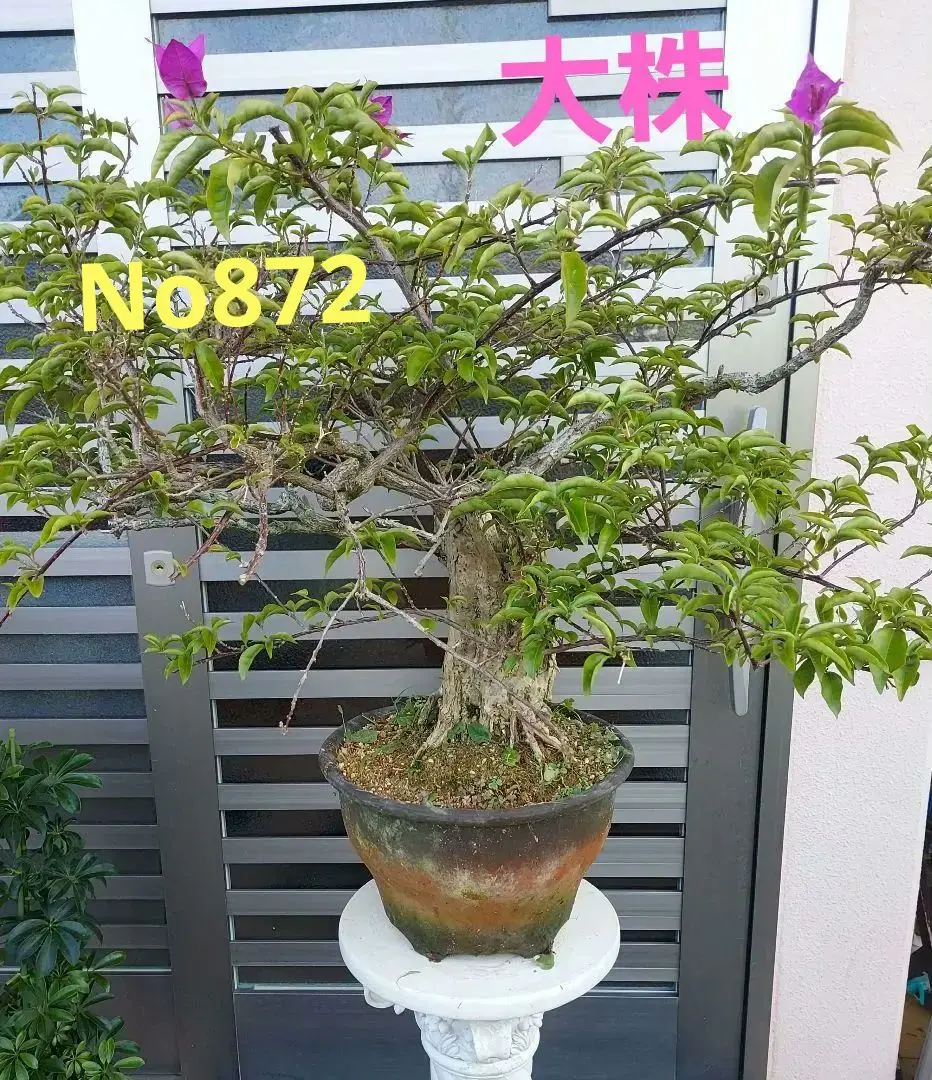 ✨✨✨ブーゲンビレア【凉盆栽◎美らさん】検/花物/筏葛 2025年最新】ブーゲンビレア 盆栽の人気アイテム - メルカリ