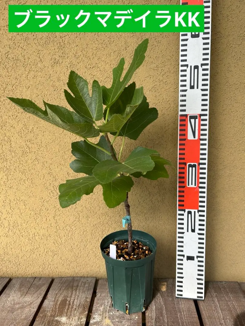2025年最新】イチジク苗 ブラックマデイラの人気アイテム - メルカリ