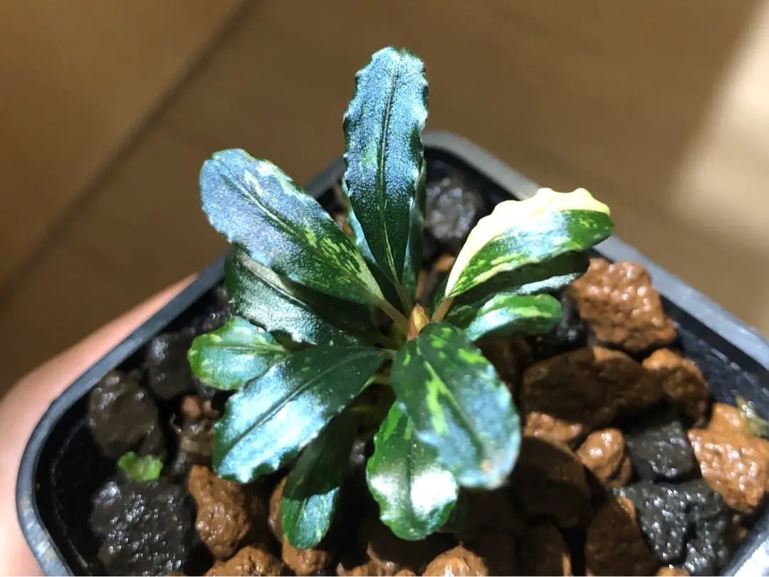2025年最新】bucephalandra sp variegataの人気アイテム - メルカリ