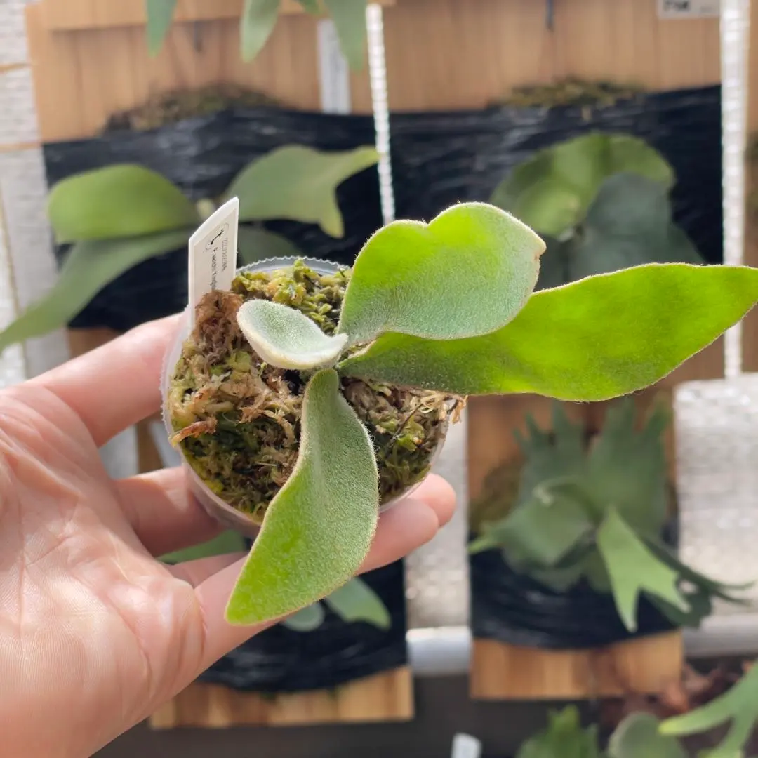 ベイチー　vp#17✖️キングフィッシャーspore 2025年最新】ベイチーキングフィッシャーの人気アイテム - メルカリ