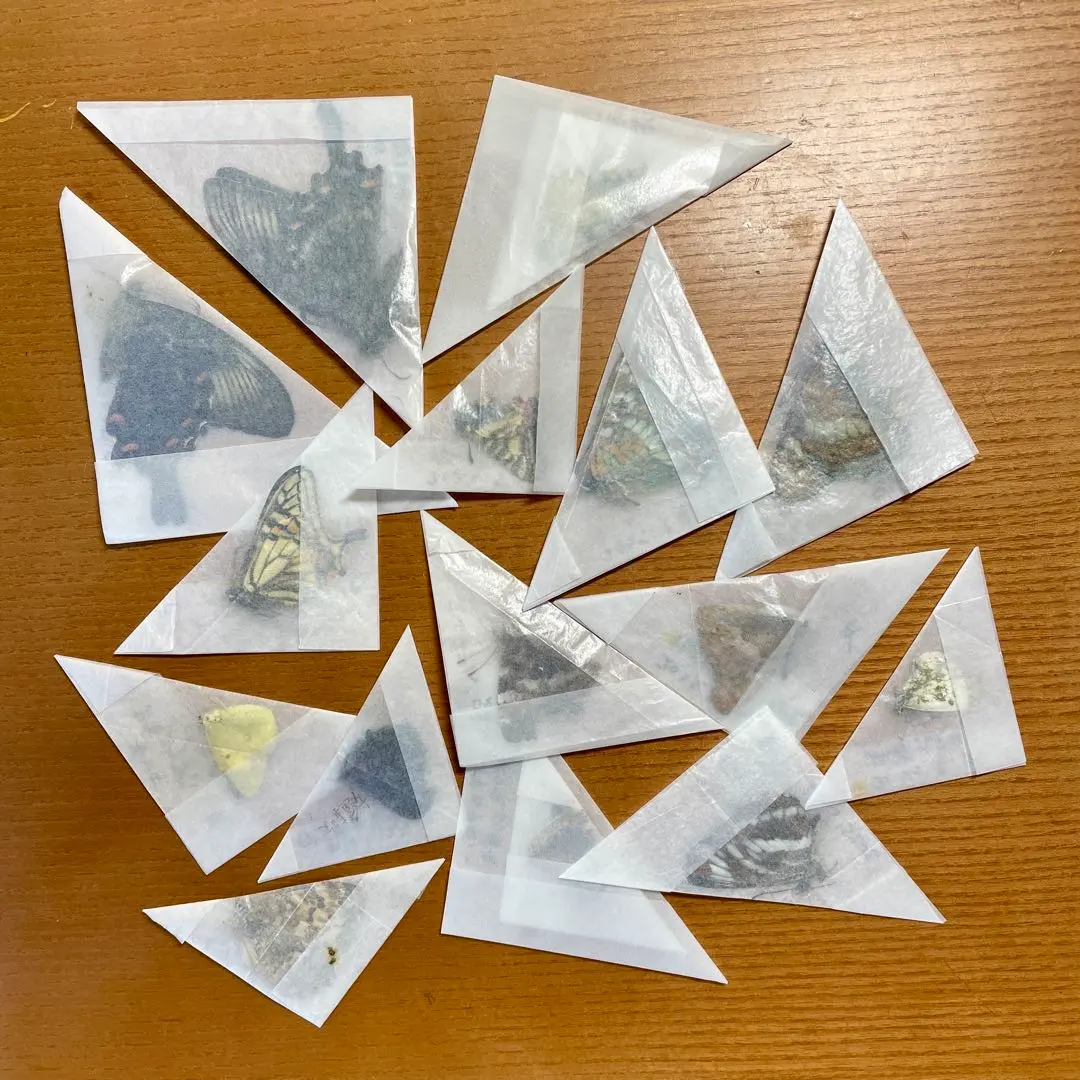 ★蝶　三角紙標本　200点現状品 2025年最新】蝶標本 三角紙標本の人気アイテム - メルカリ