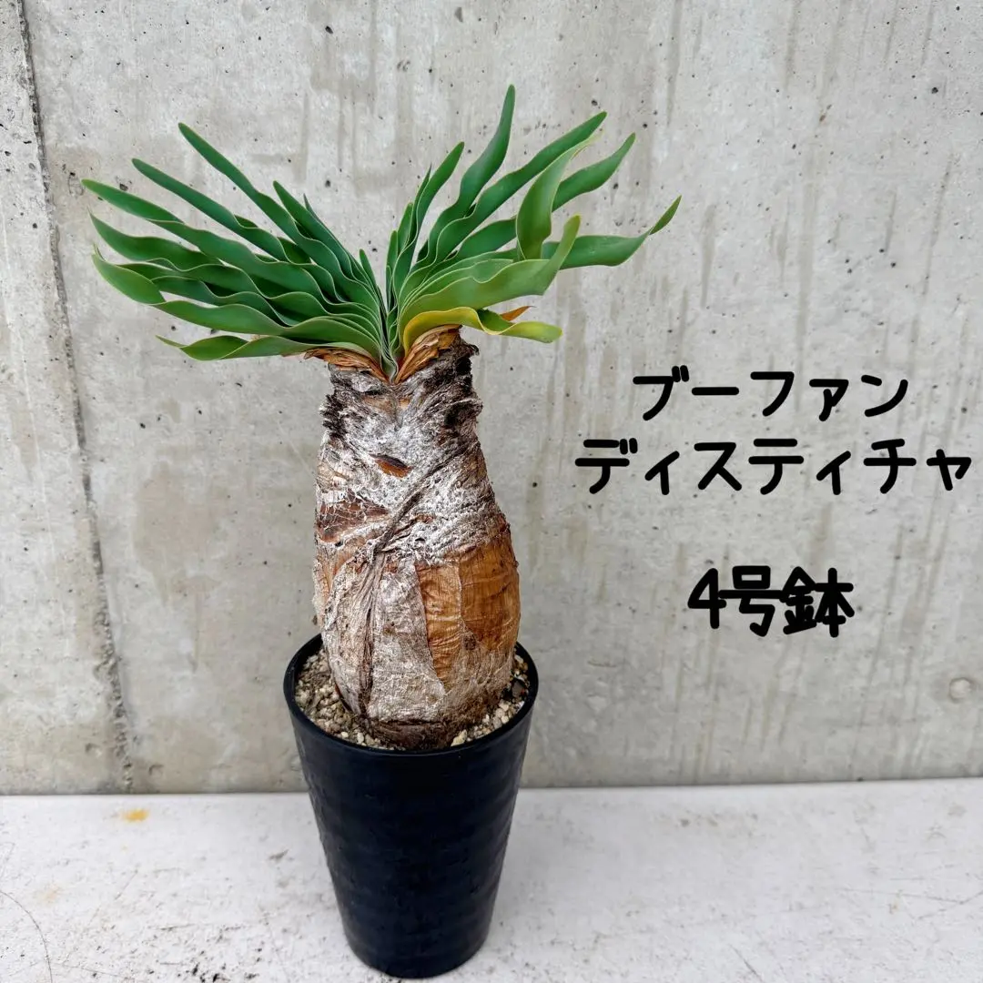 2025年最新】ブーファン ディスティチャの人気アイテム - メルカリ