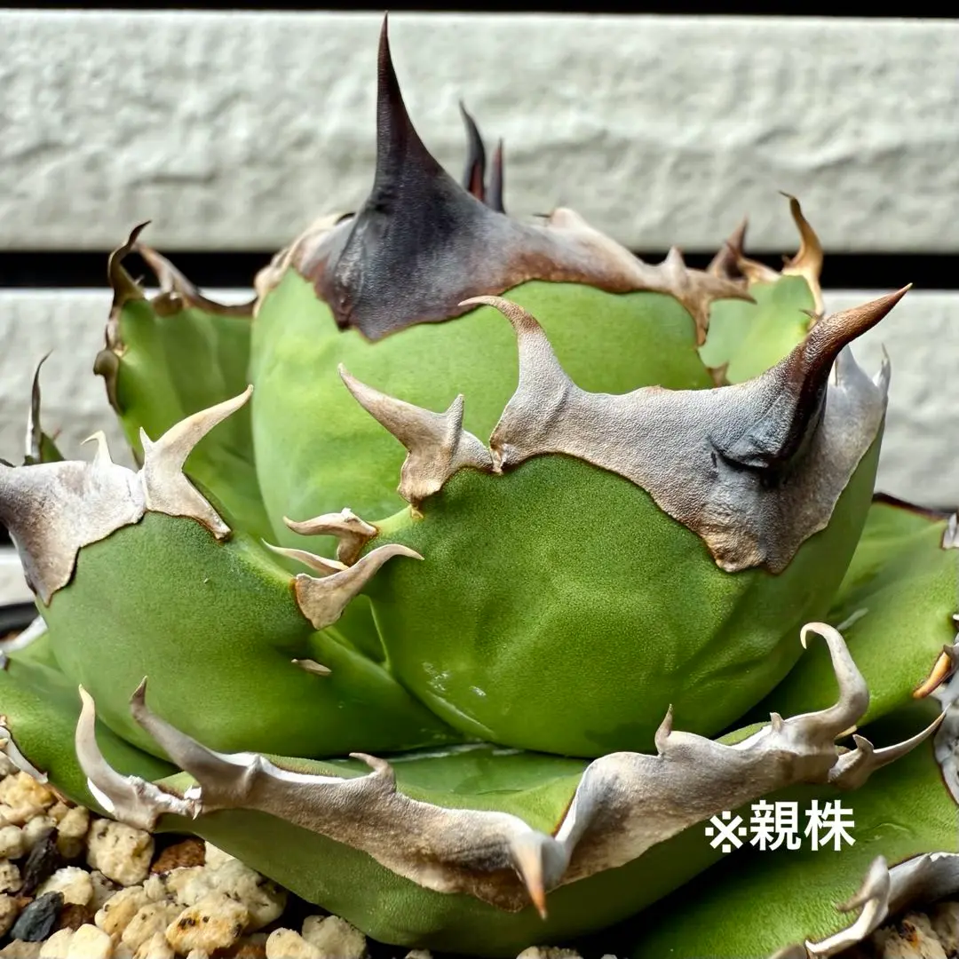 2025年最新】agave dennisの人気アイテム - メルカリ
