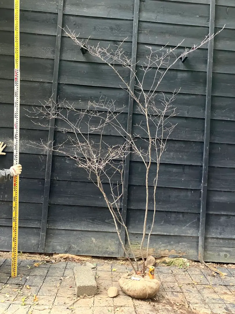 2025年最新】山採り ナツハゼの人気アイテム - メルカリ