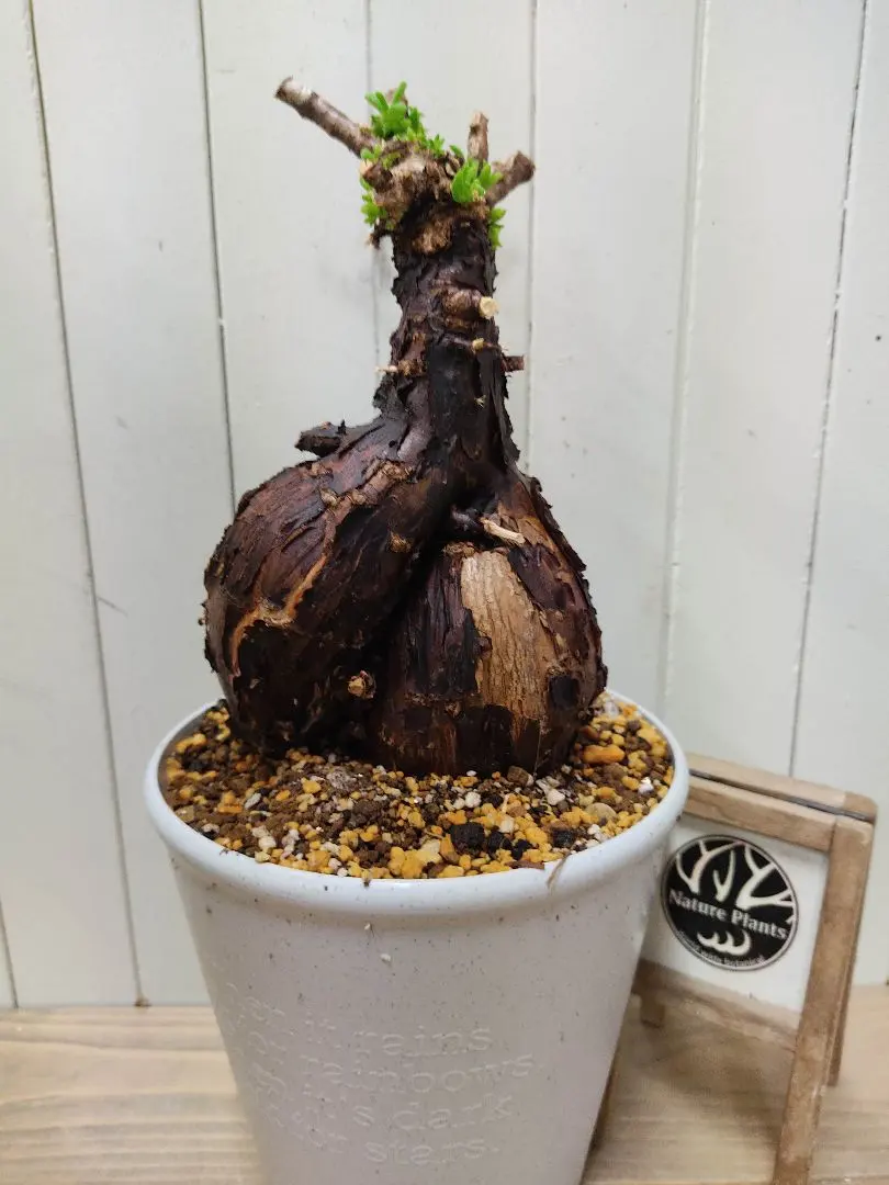 メストクレマ　ツベローサム　特大　発根済み 2025年最新】メストクレマの人気アイテム - メルカリ