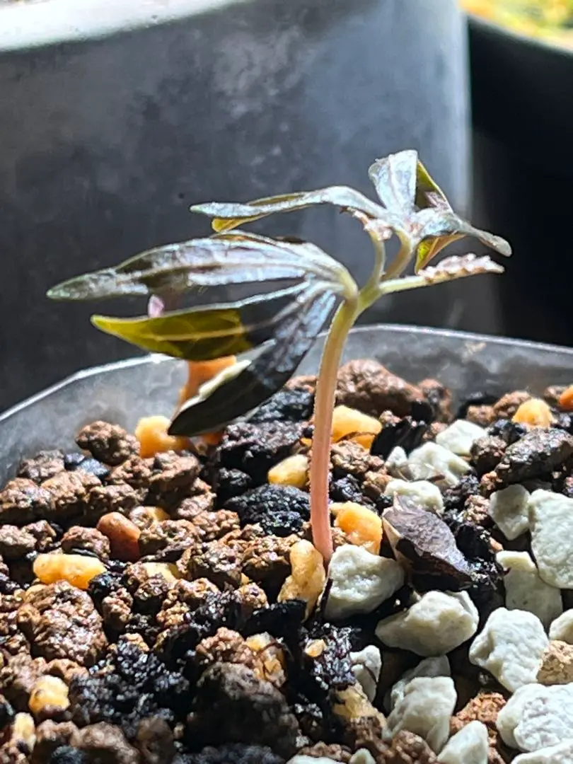 Boswellia elongata