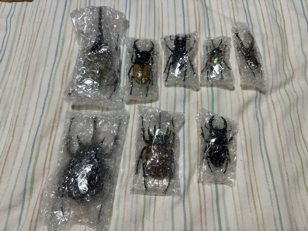2025年最新】マルスゾウカブト標本の人気アイテム - メルカリ