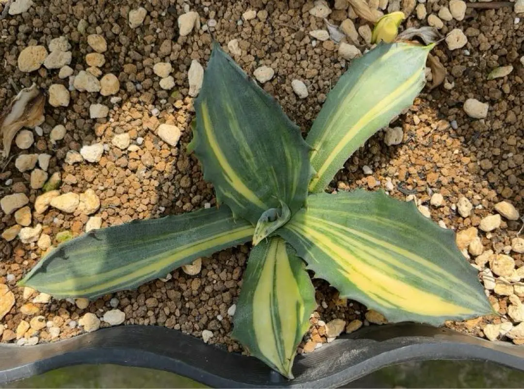 カ*ィ様 A227 特選 多肉植物 アガベ チタノタフェロックスの縞斑