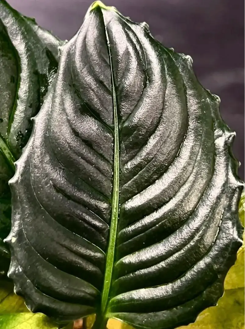【極美株】Aglaonema llica ★アグラオネマ メタリカ fit=scale-down,w=1200