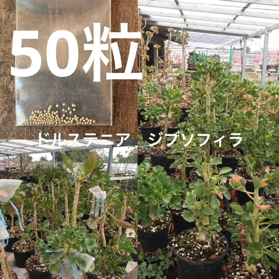 tomo.51　ドルステニア　ジプソフィラ　50粒 ドルステニア ジプソフィラ | STELLA.PLANTS