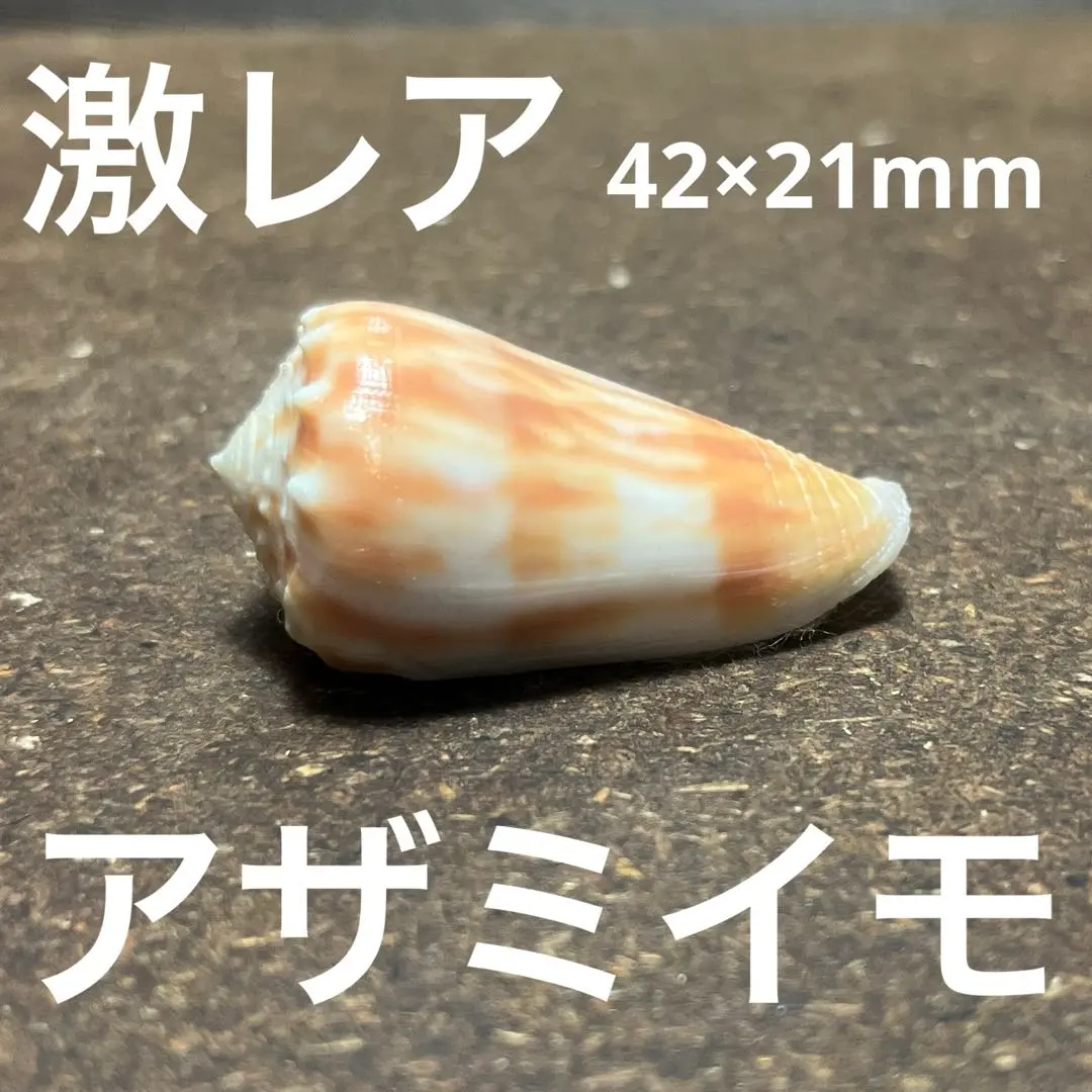 激レア　美品　ニュージーランド産　アザミイモガイ 激レア美品ニュージーランド産アザミイモガイ