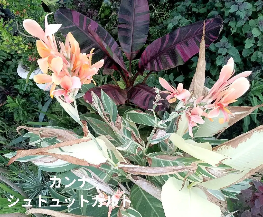 2025年最新】カンナ シュトゥットガルトの人気アイテム - メルカリ