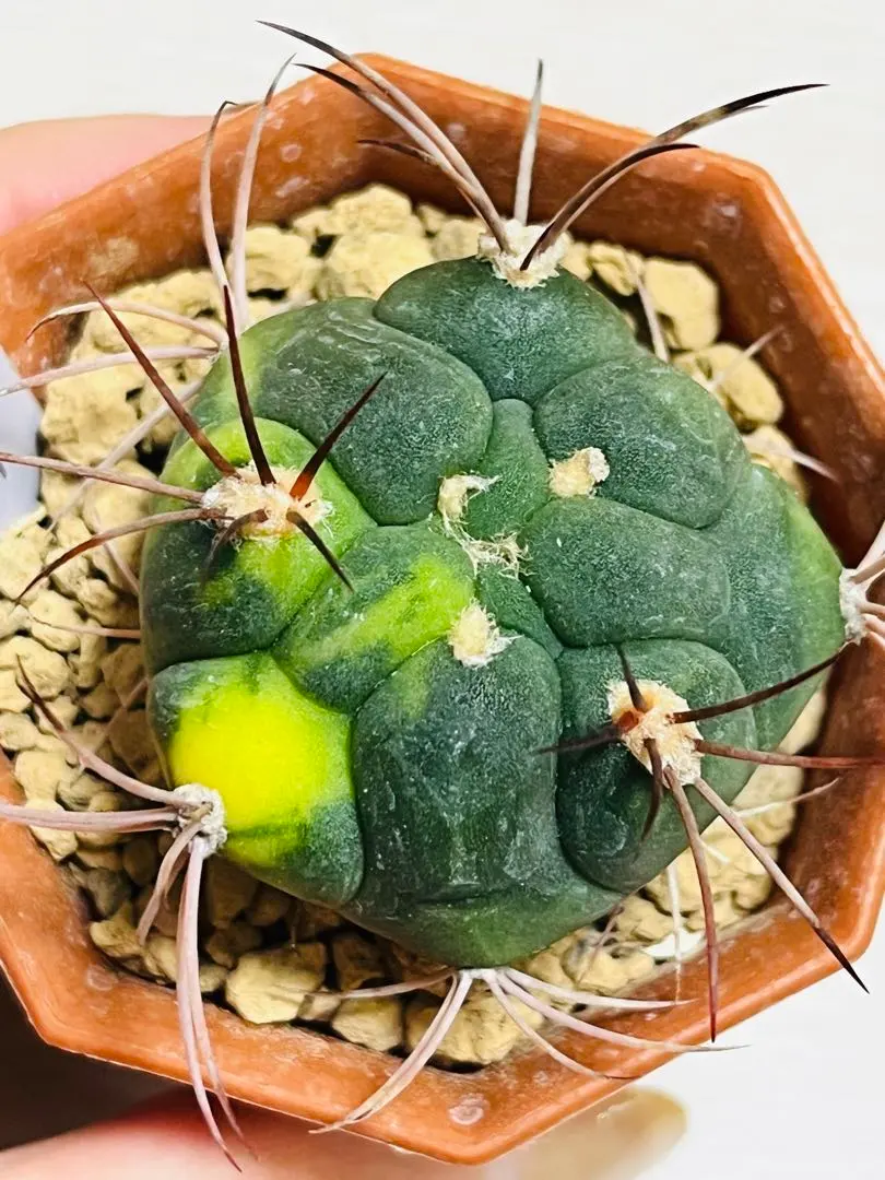 ギムノカリキウム　サグリオニス　&　ゼガラエ　FNつき　25種類セット ギムノカリキウム サグリオニス & ゼガラエ FNつき 25種類セット