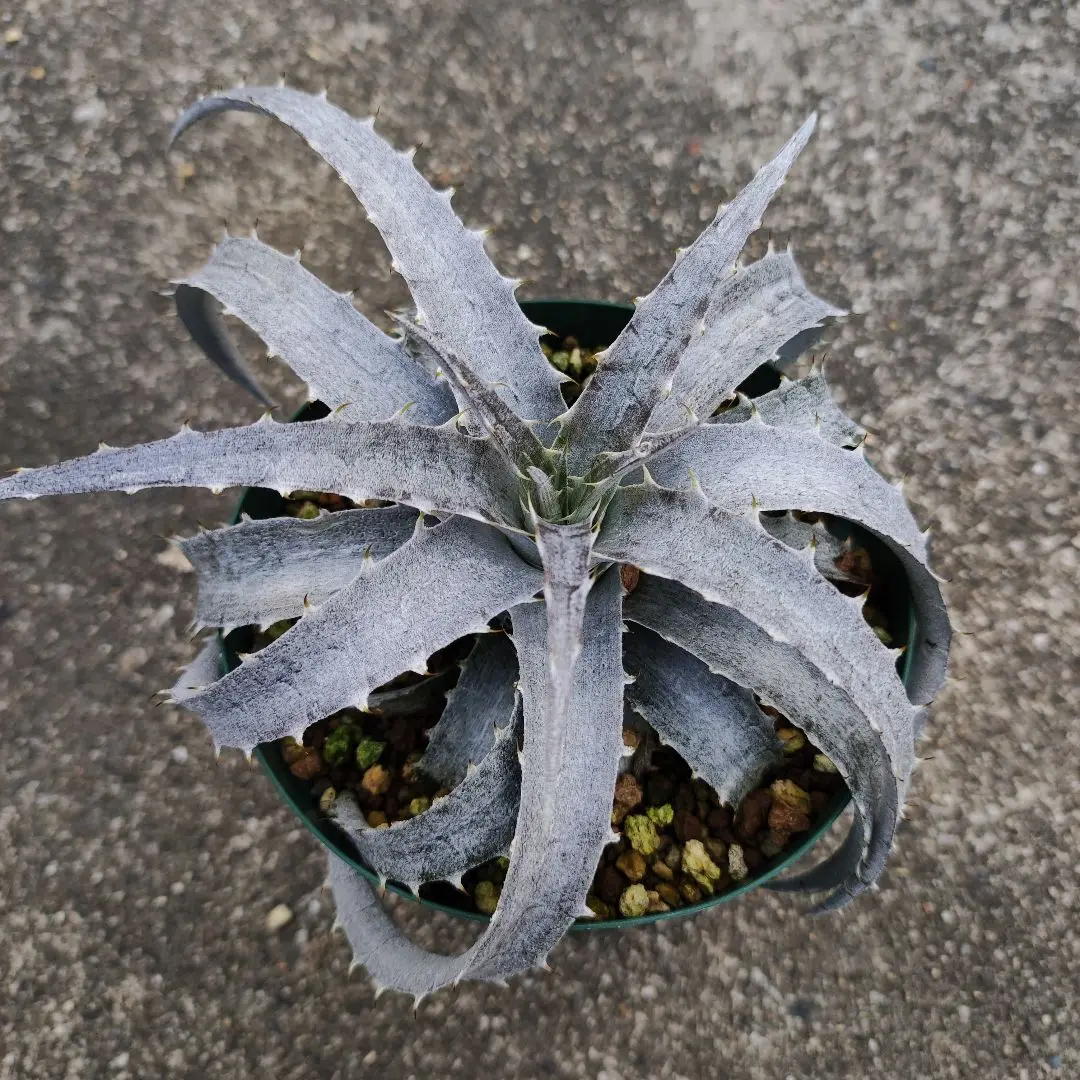 2025年最新】Dyckia brauniiの人気アイテム - メルカリ