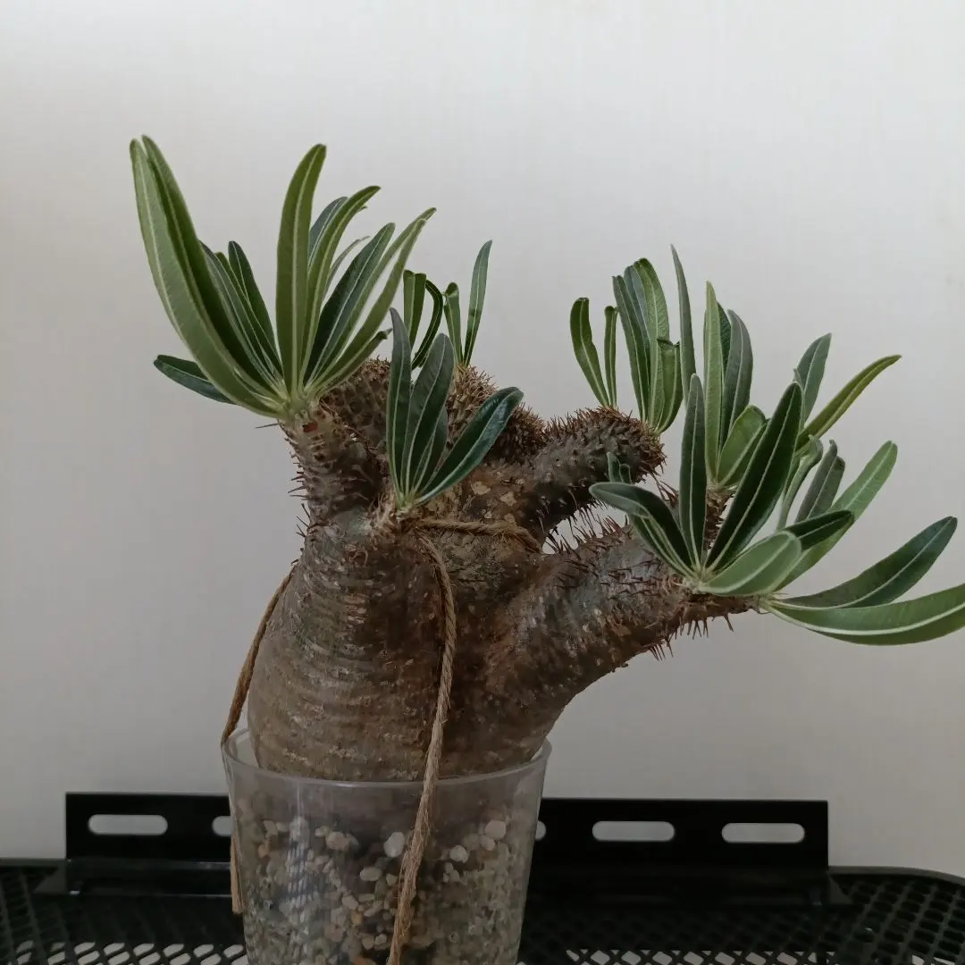 2025年最新】綴化 グラキリスの人気アイテム - メルカリ