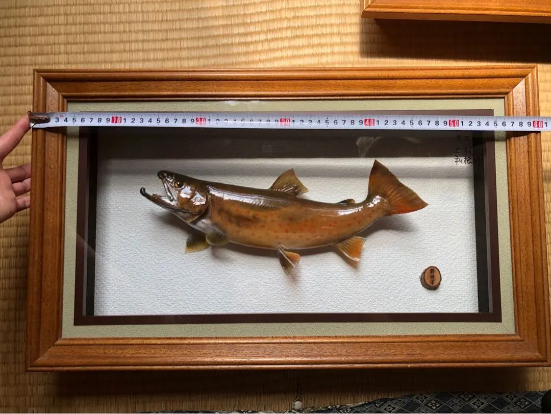 魚＊大イワナ(51cm)剥製  黒又第2ダム　大岩魚 魚の剥製』 【イワナ（岩魚） 43cm 板付き】 ・送料 ： 全国一律