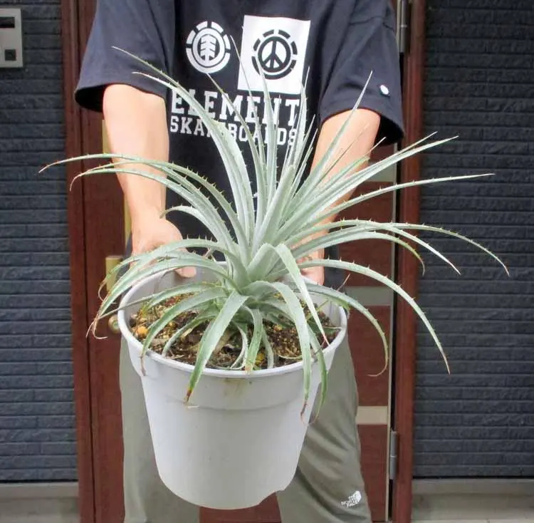 2025年最新】プヤ セルーレアの人気アイテム - メルカリ