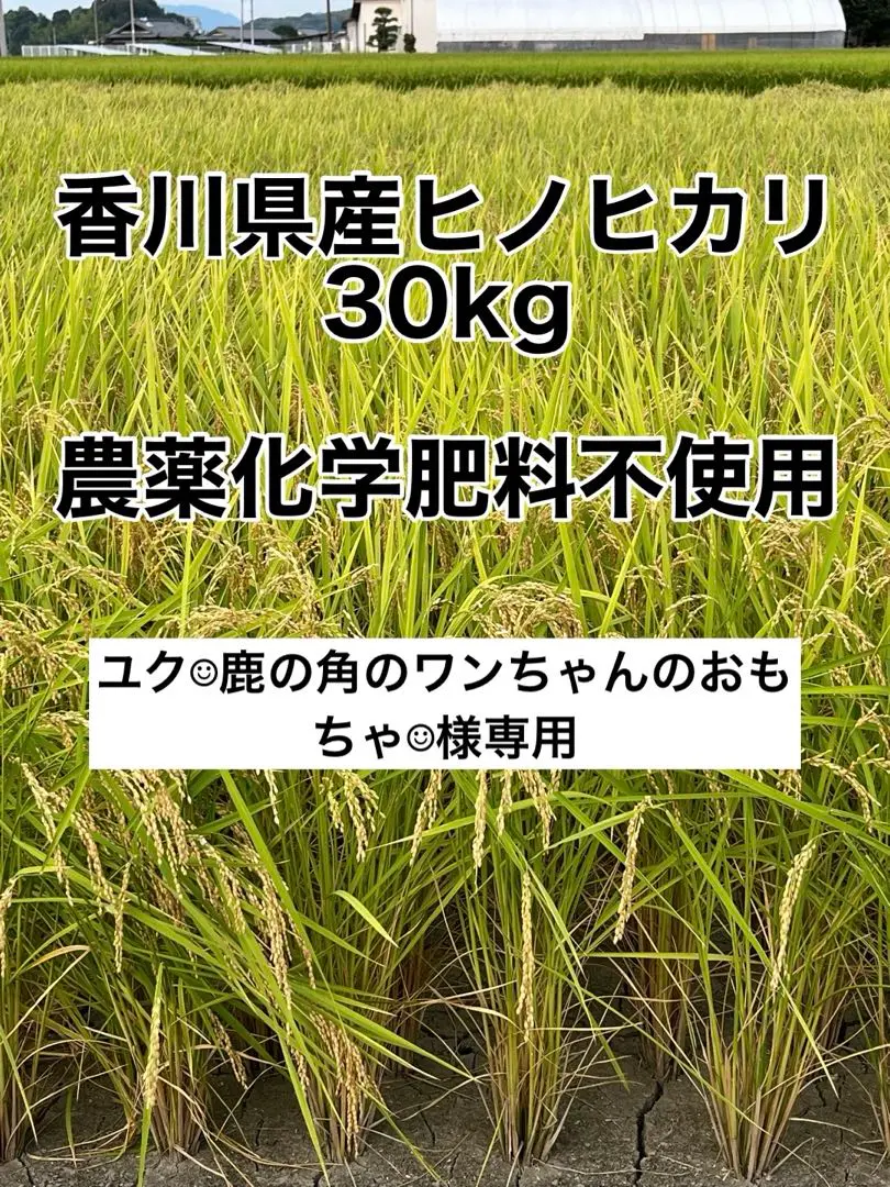2025年最新】米30kg ヒノヒカリの人気アイテム - メルカリ