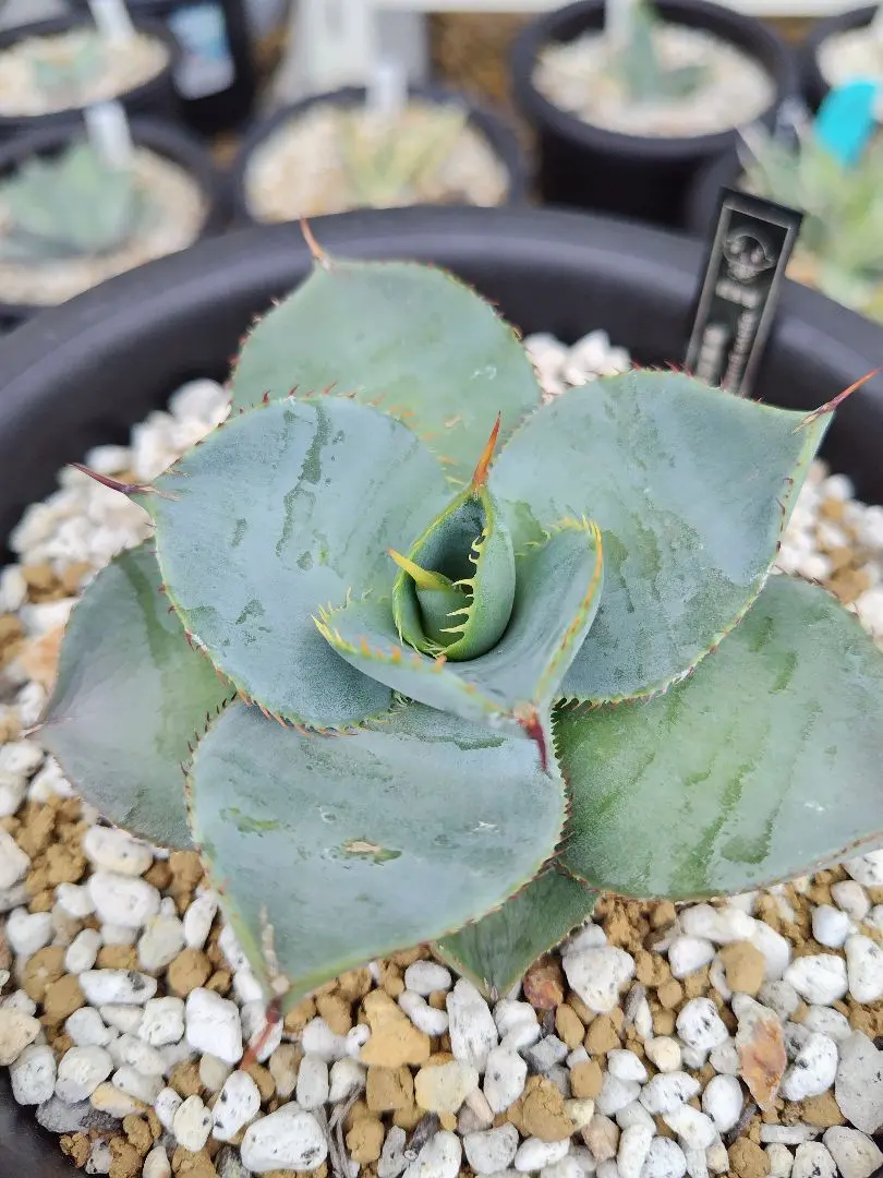 【希少美株】　アガベ・グアダラハラナ 　コンパクト　鉢付き 希少美株】 アガベ・グアダラハラナ コンパクト 鉢付き 希少美株