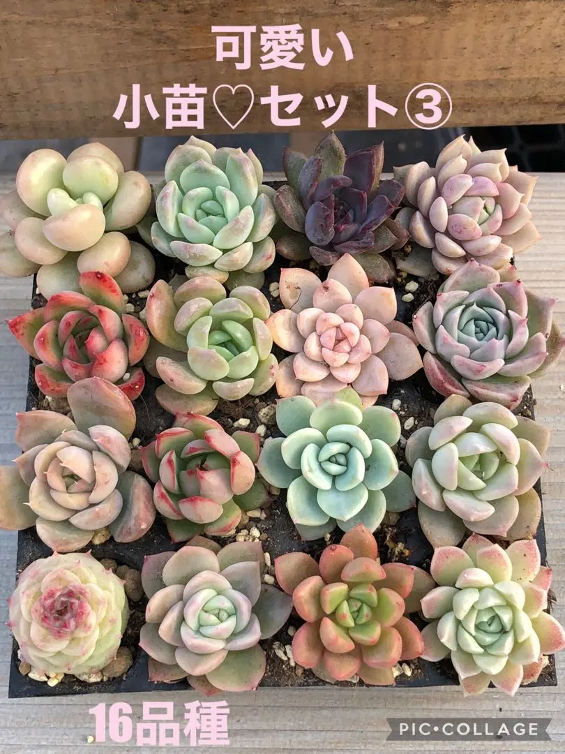 多肉植物　抜き苗　ラブファイヤー　ノボローサブラボー 2025年最新】多肉植物ブラボーの人気アイテム - メルカリ