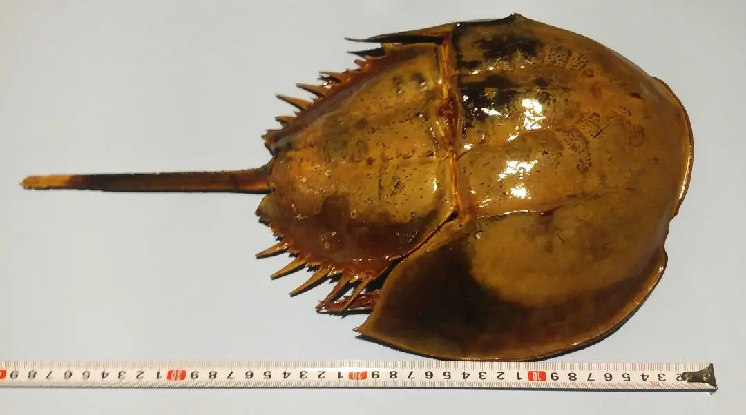カブトガニオスとメスの甲羅セット　標本 学芸員の覚書（マルオカブトガニのオス・メス） - 笠岡市
