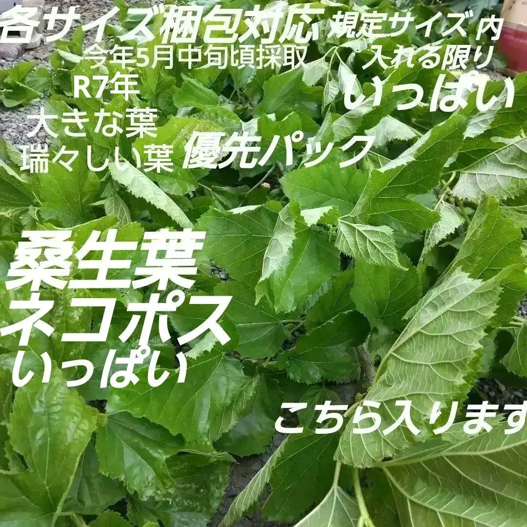 2025年最新】雷雨決行の人気アイテム - メルカリ