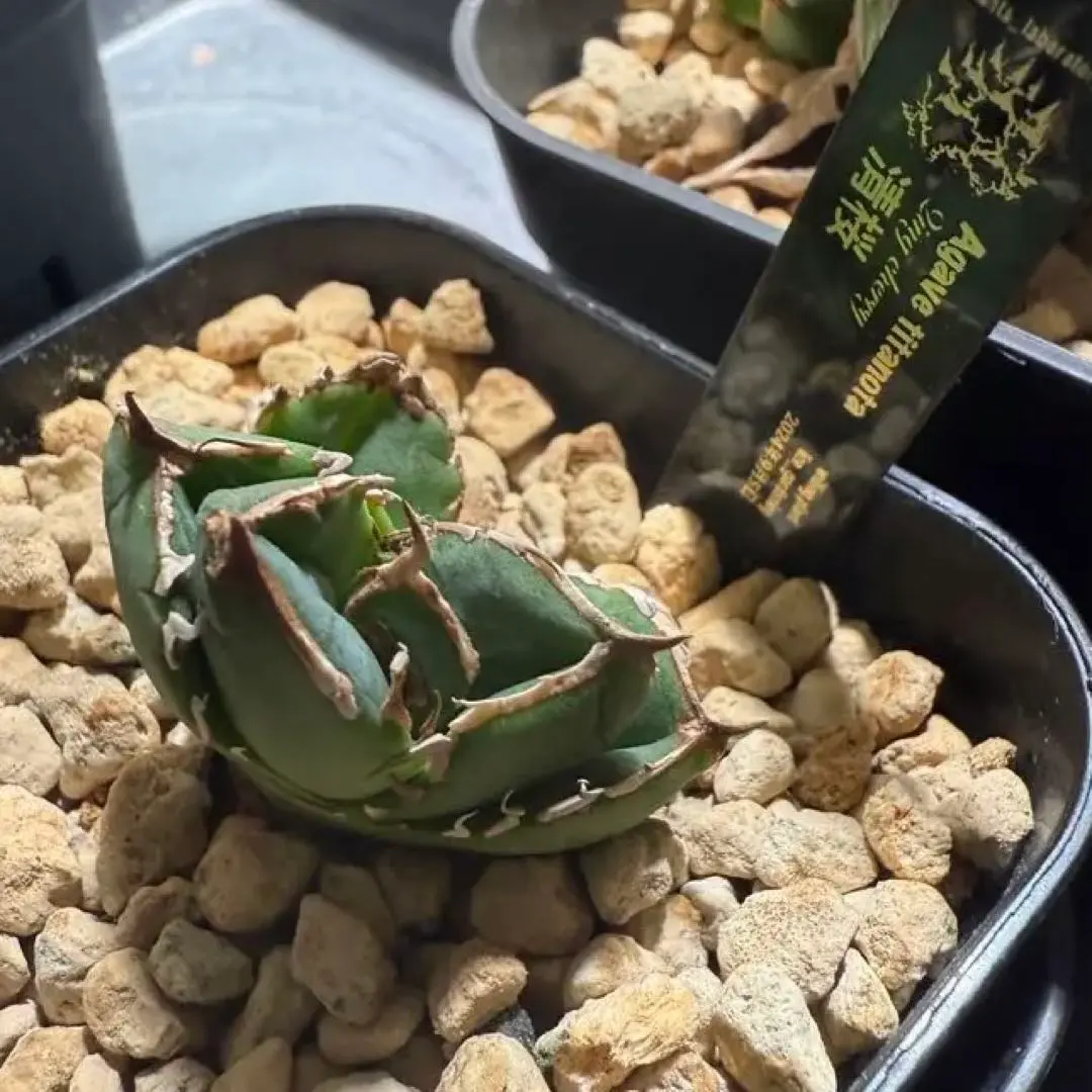 アガベチタノタ清桜 A アガベ・チタノタ 清櫻-001｜agave Queen | Plus_Plants STORE