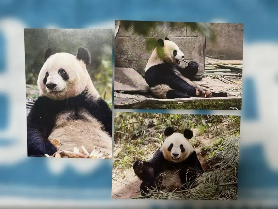 Thumbnail of Xiang Xiang, Shin Shin, Ri Ri Postcard