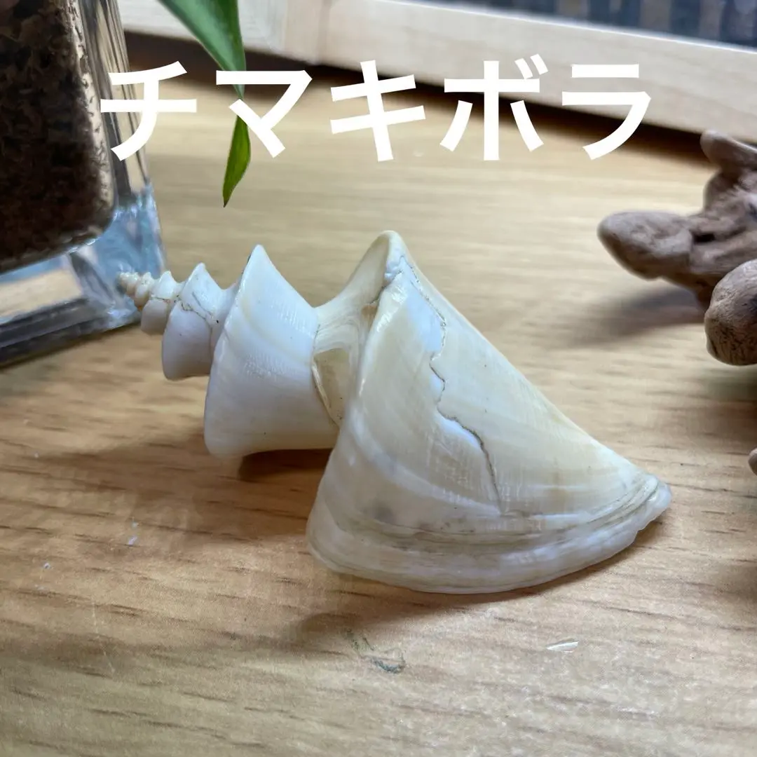 貝殻標本　チマキボラ① Yahoo!オークション -「チマキボラ」(科学、自然) の落札相場