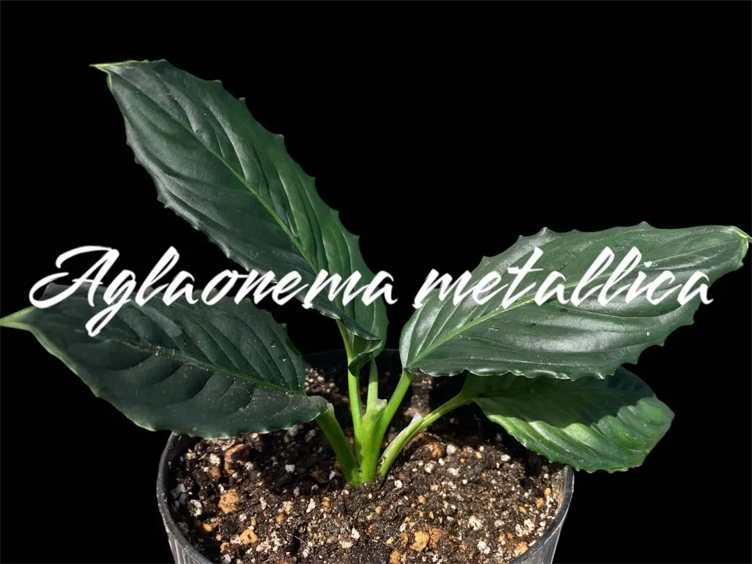 【極美株】Aglaonema llica ★アグラオネマ メタリカ アグラオネマ メタリカ(Aglaonema metallica) | 希少植物の販売