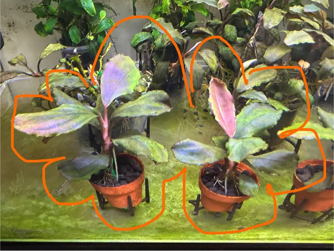 稲とび　ブセファランドラブルーメロン 一点物 Bucephalandra sp. Blue Melon 大株 2020.10 No.48