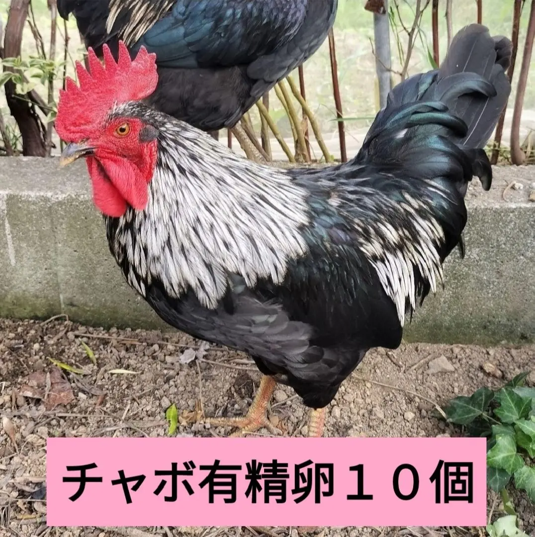 チャボ有精卵【１０個売り】 2025年最新】チャボ有精卵の人気アイテム - メルカリ