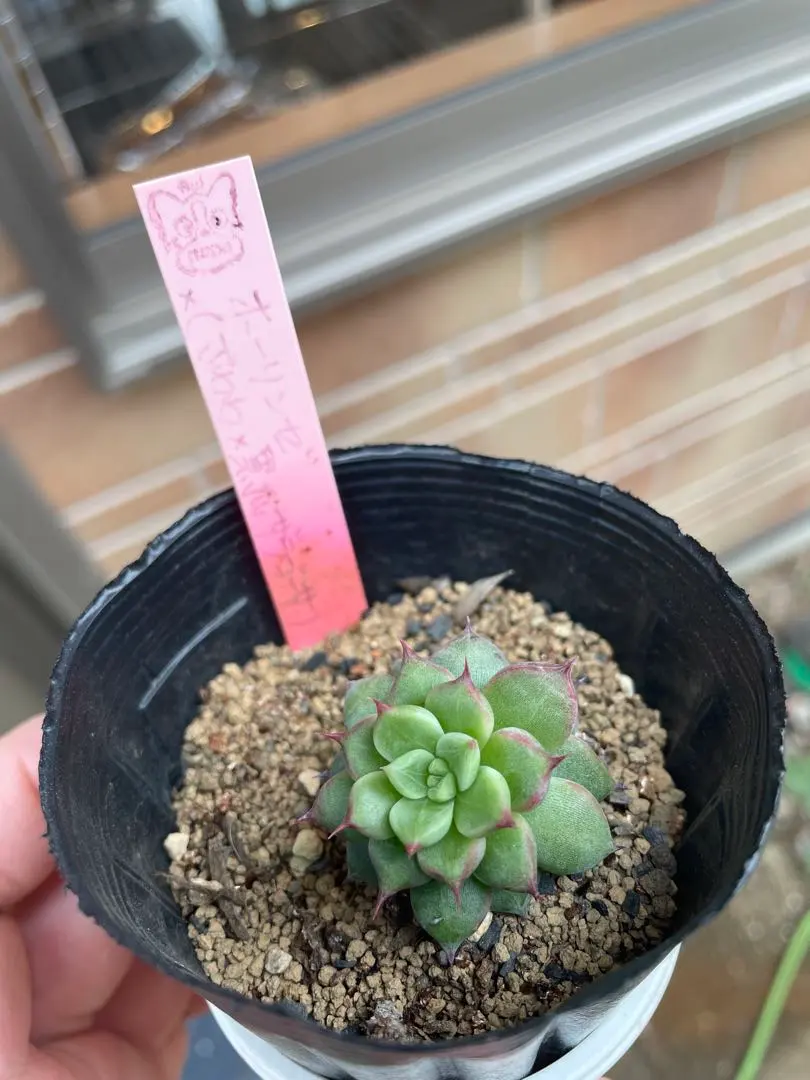 アテルーフ(自家)札付きポットごとメルカリ便ルイパパさん苗 2025年最新】ルイパパさん苗の人気アイテム - メルカリ