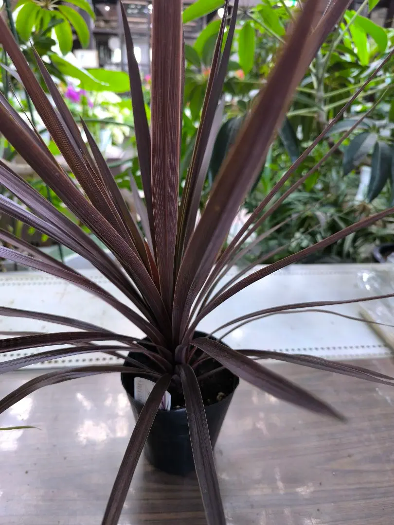 観葉植物 コルジリネ・ターミナリスパープルコンパクタ 8号鉢 120センチ 現物 観葉植物 コルジリネ・ターミナリスパープルコンパクタ 8号鉢