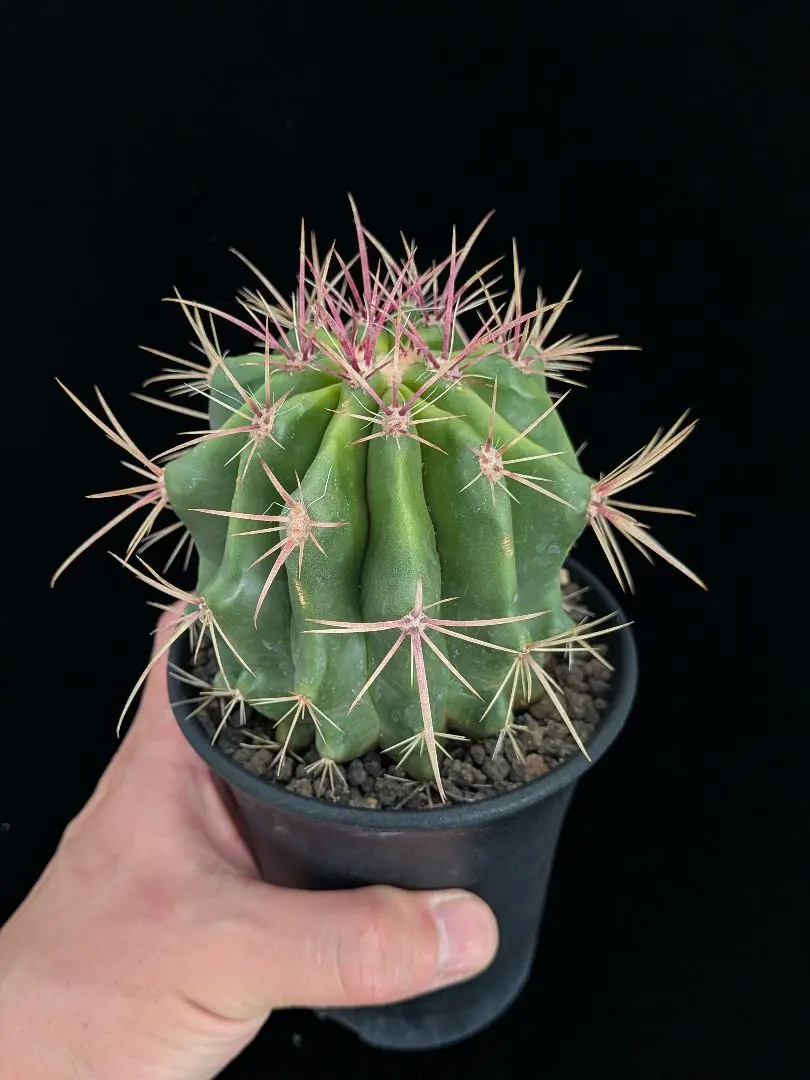 【現品】サボテン　赤鳳（セキホウ）　9号　白セラアート鉢（1） 現品】サボテン 赤鳳（セキホウ） 9号 白セラアート鉢（1