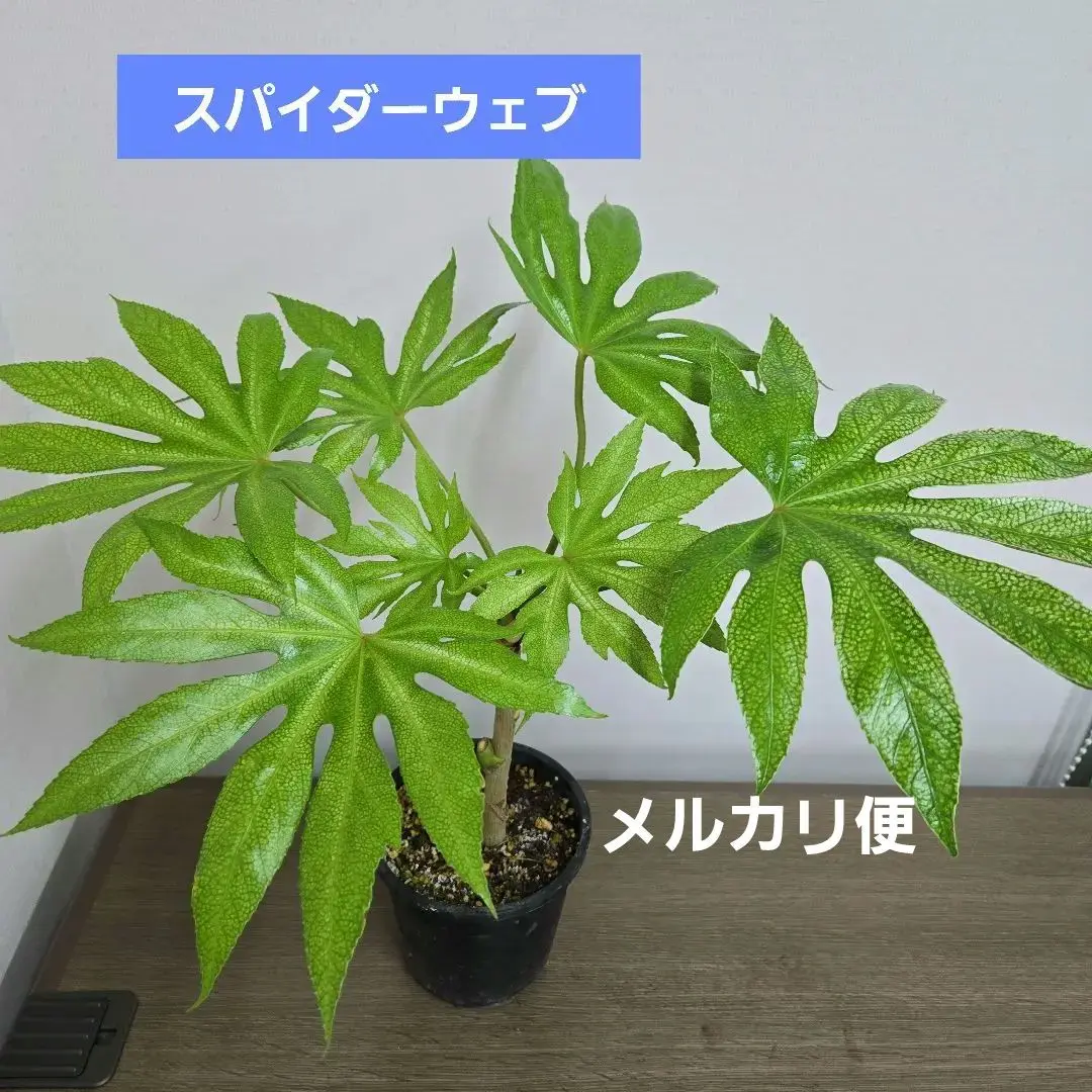 2025年最新】ヤツデ スパイダーの人気アイテム - メルカリ