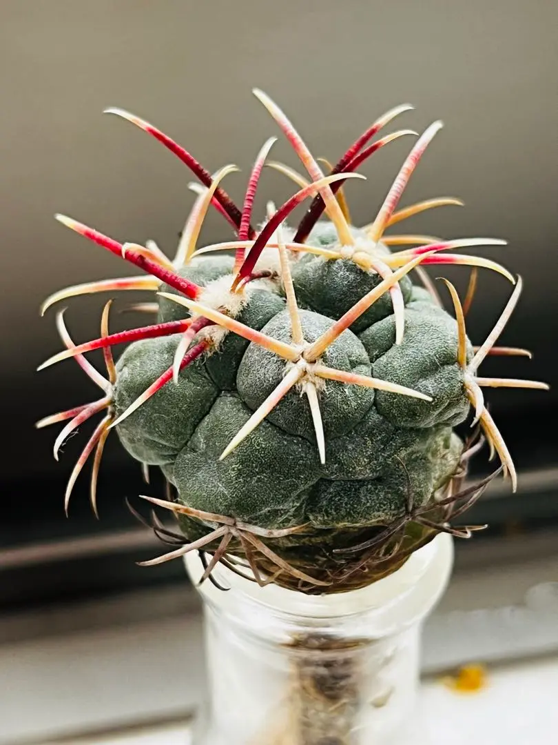 選抜 緋冠竜 実生 太刺 鉢植えメルカリ便送料込み 2025年最新】緋冠竜の人気アイテム - メルカリ