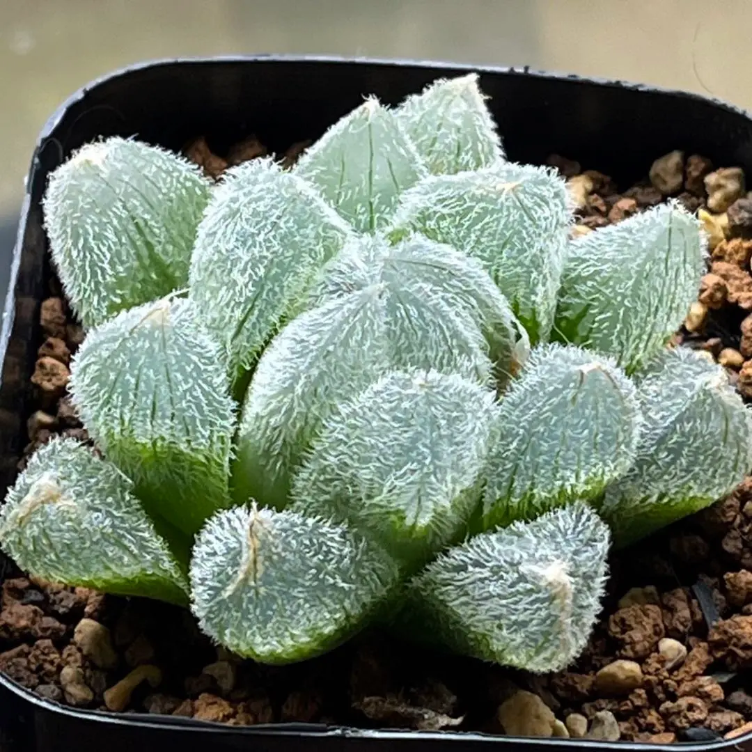 狐鉢 九尾狐多肉鉢 植物鉢 新品未使用 楽天市場】多肉植物 bphハオルチア 九尾狐 7.5cmポット